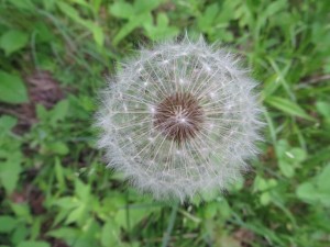 dandelion