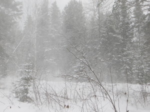 Snow in a forest