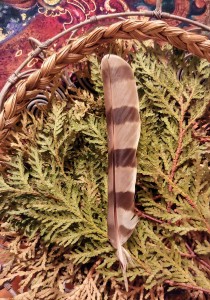 Hawk feather from Victoria Island, 2018. Photo by Julie Comber.